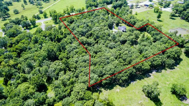 view of a lush green forest with lots of trees