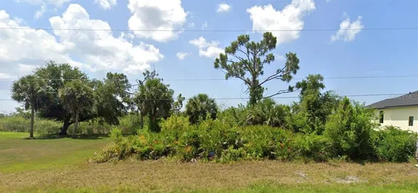 a plant in the middle of a yard