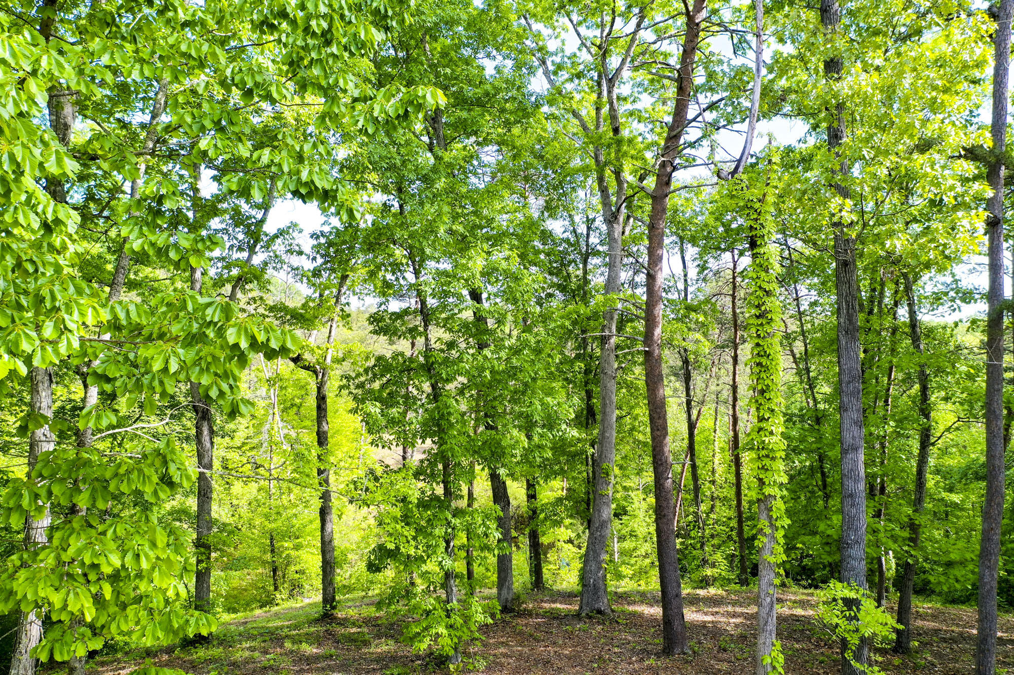 Lot 23 Sandy Ridge Road Dandridge, TN 37725 - Photo 4 of 25 2