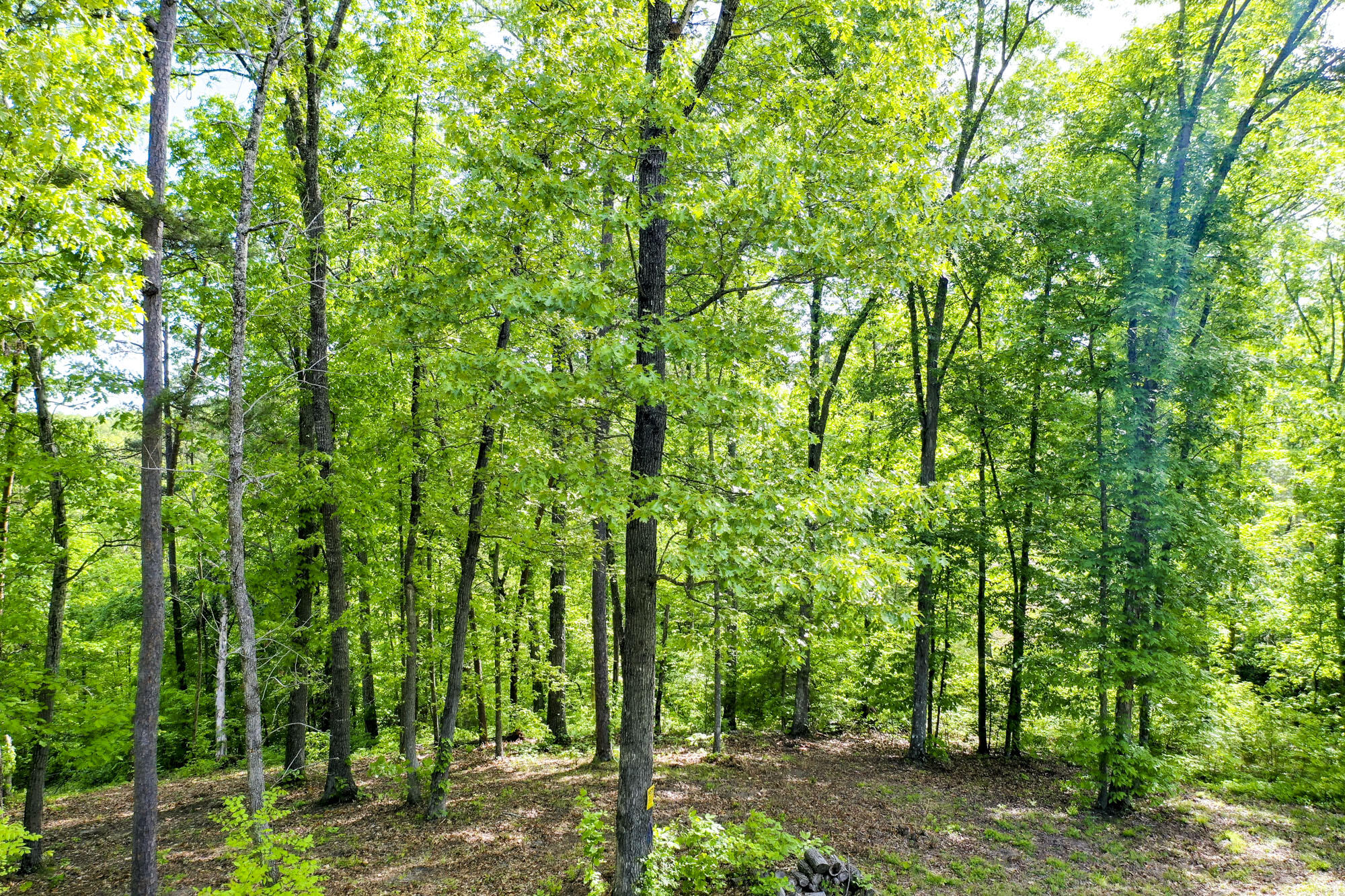 Lot 23 Sandy Ridge Road Dandridge, TN 37725 - Photo 8 of 25 6