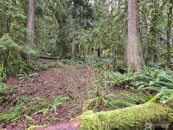 a view of a garden with plants
