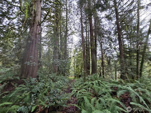 a view of a forest with trees