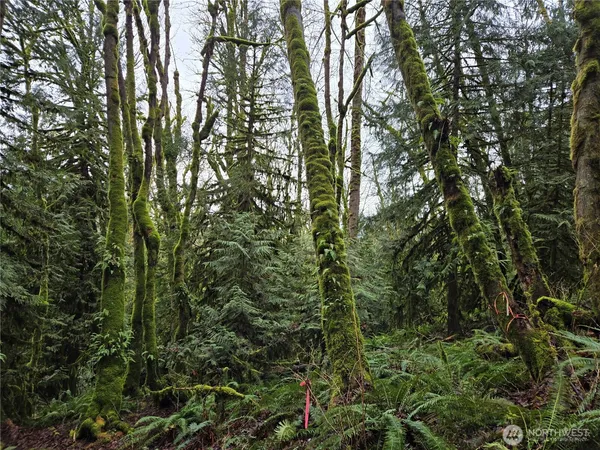 a view of a forest with a tree