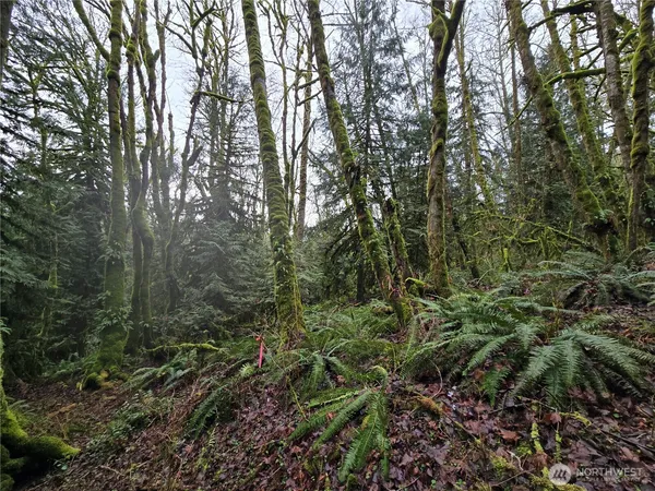 a view of a forest with a tree