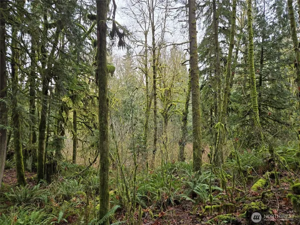 a view of forest