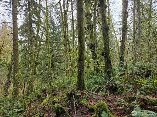 a view of a forest with a tree