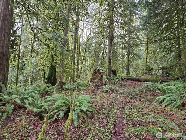 a view of a forest with large trees