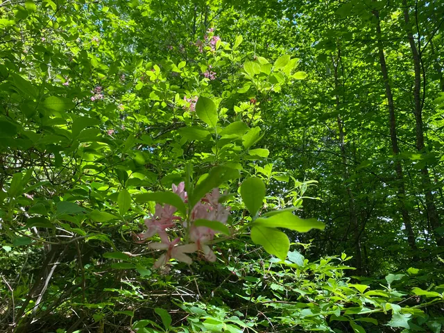 $275,000 | 41 Rice Hill Road, Dover, VT 05341