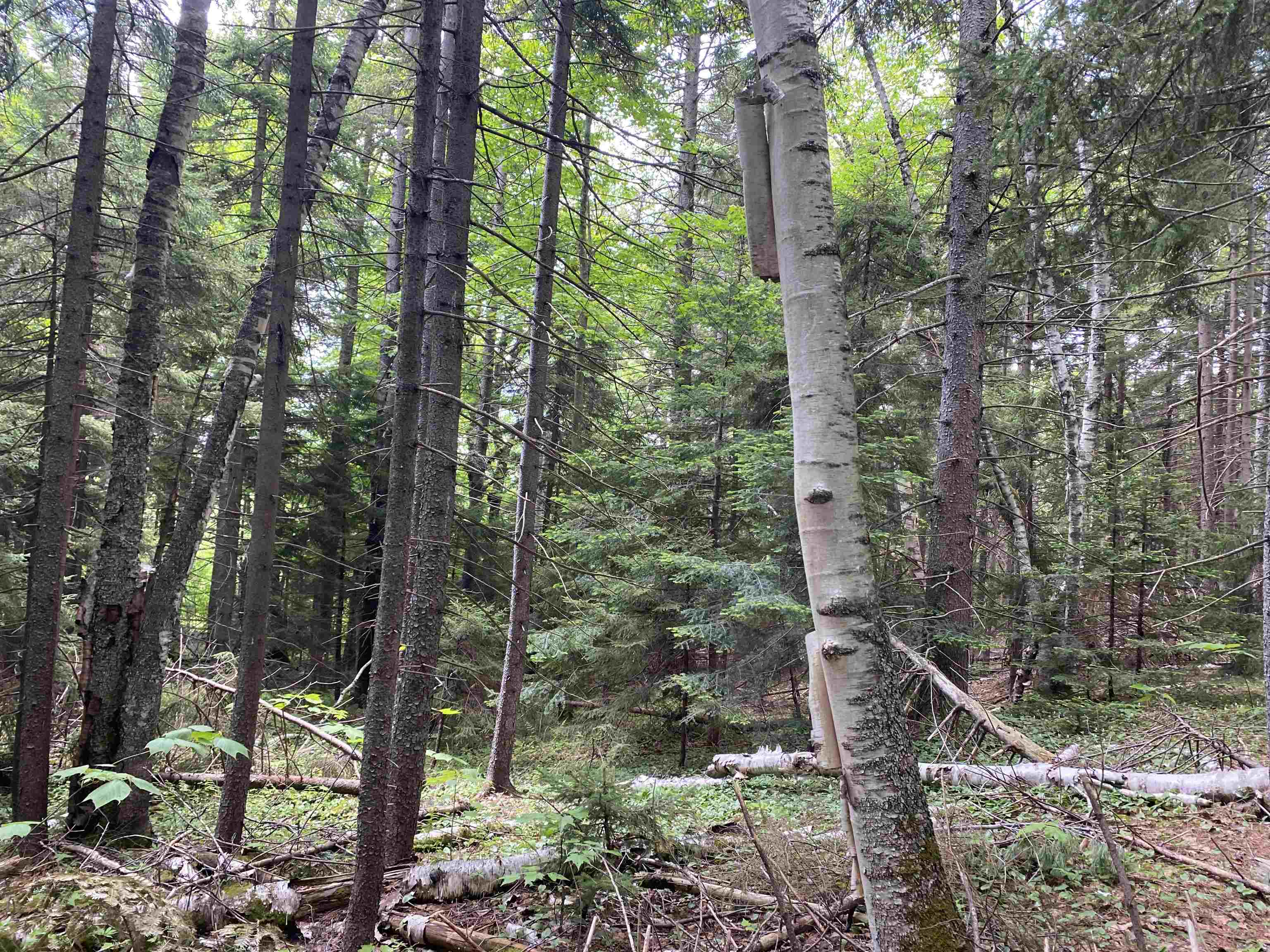 41 Rice Hill Road Dover, VT 05341 - Photo 9 of 9