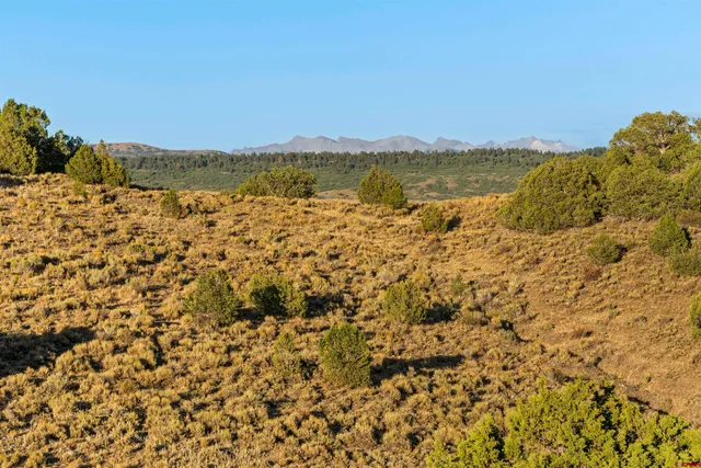 a view of a field with trees in background