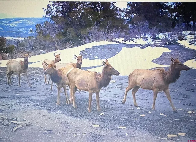 a view of a backyard with large trees