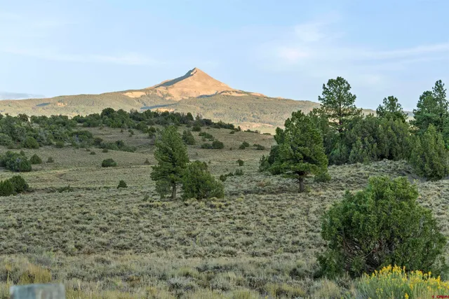 a view of a dry yard with trees in the background