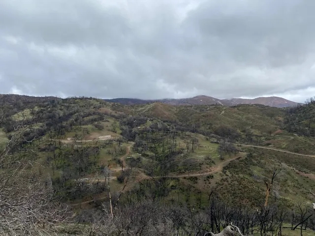 an aerial view of houses covered in trees