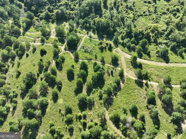 a view of a garden with a plant