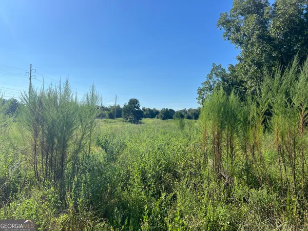 a view of a lush green space next to a yard