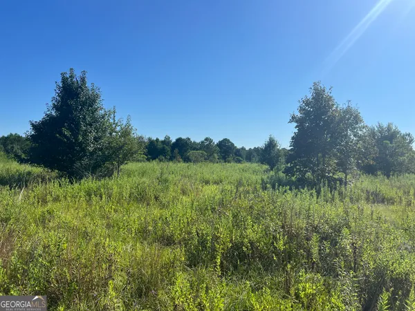 a view of a lush green space