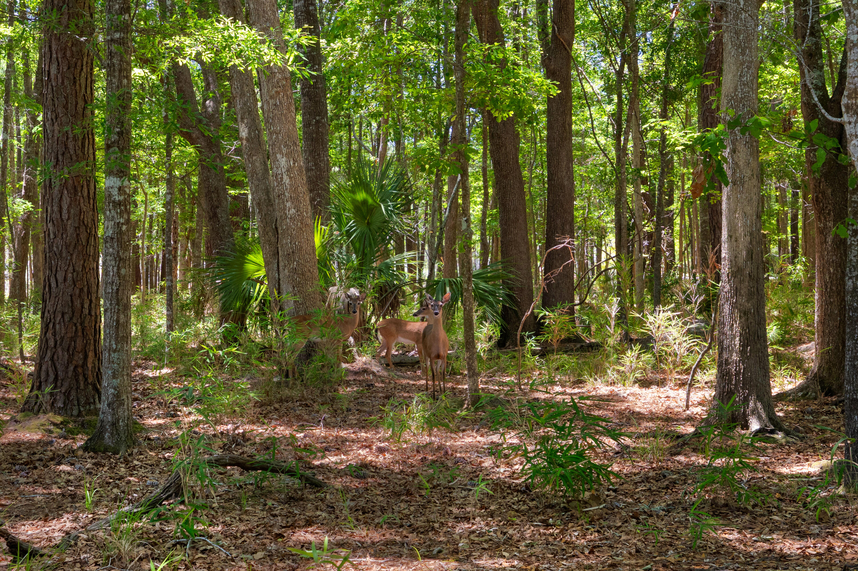3687 Coastal Crab Road Mount Pleasant, SC 29466 - Photo 67 of 70