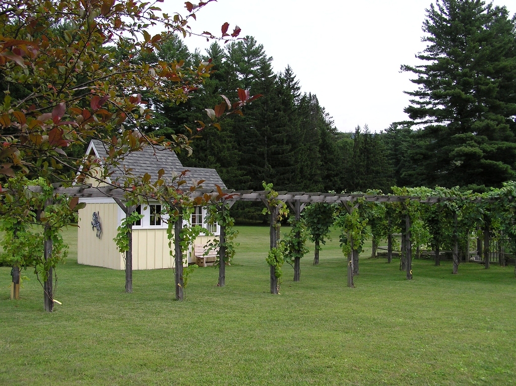 221 Ide Road Williamstown, MA 01267 - Photo 16 of 24 Grape arbor