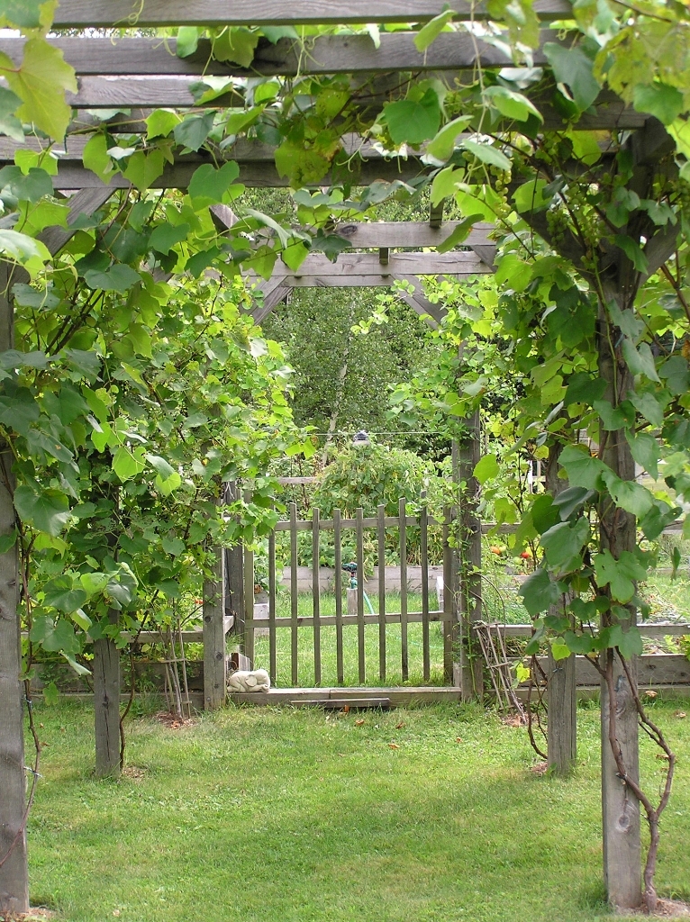221 Ide Road Williamstown, MA 01267 - Photo 17 of 24 Grape arbor