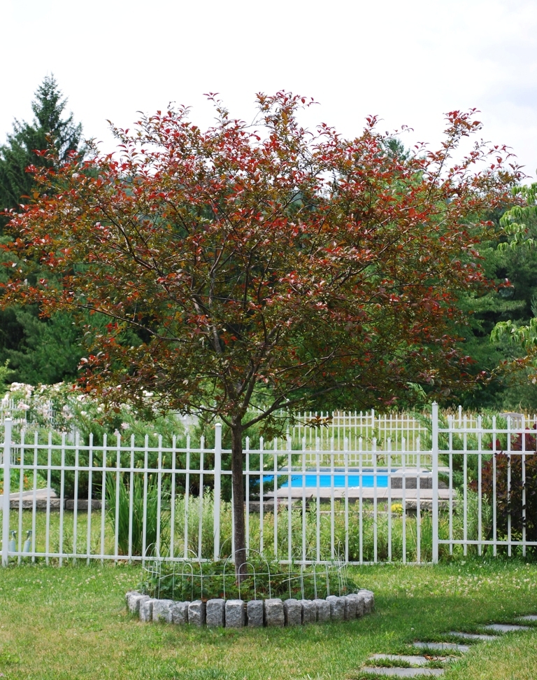 221 Ide Road Williamstown, MA 01267 - Photo 23 of 24 Tree & pool