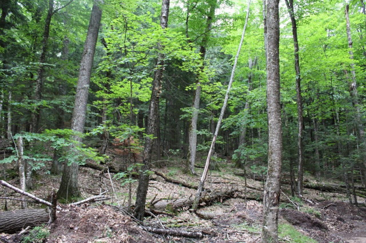 On Forest Lake Road, Unit 9 54 ACRES Land O'Lakes, WI 54540 - Photo 1 of 5 Gallery Image 1