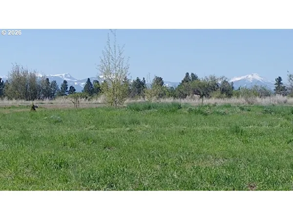 a close up of a flower in a garden