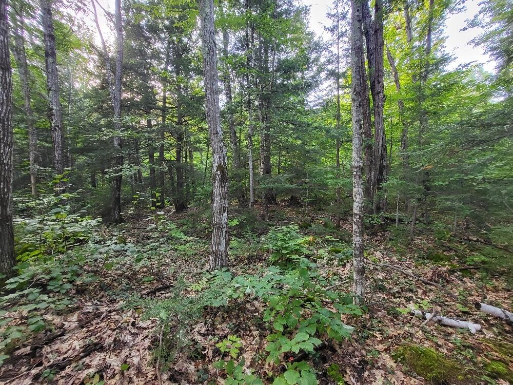 348 Sand Pond Road Chesterville, ME 04938 - Photo 13 of 16 20220907_165447_resized