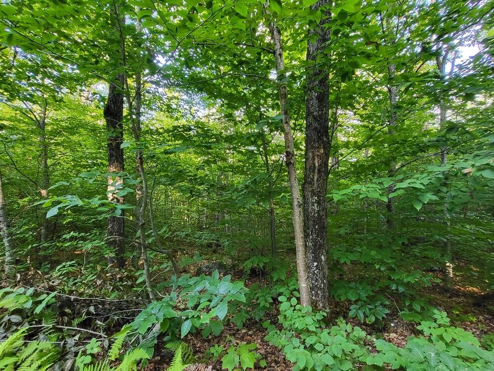 348 Sand Pond Road Chesterville, ME 04938 - Photo 10 of 16 20220907_163247_resized