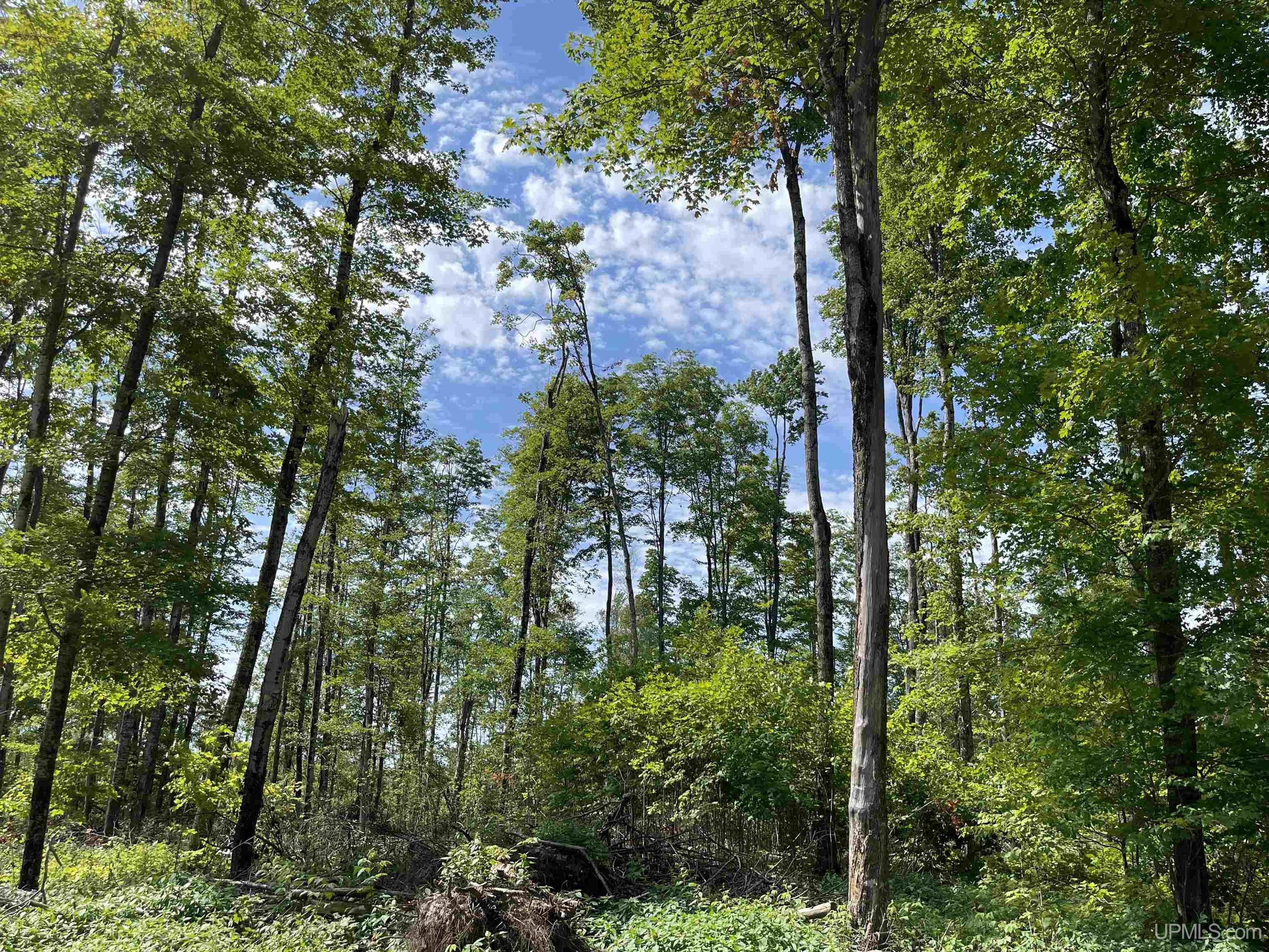 23 Camp 23 Road, Unit SOUTH PARCEL Germfask, MI 49836 - Photo 8 of 9