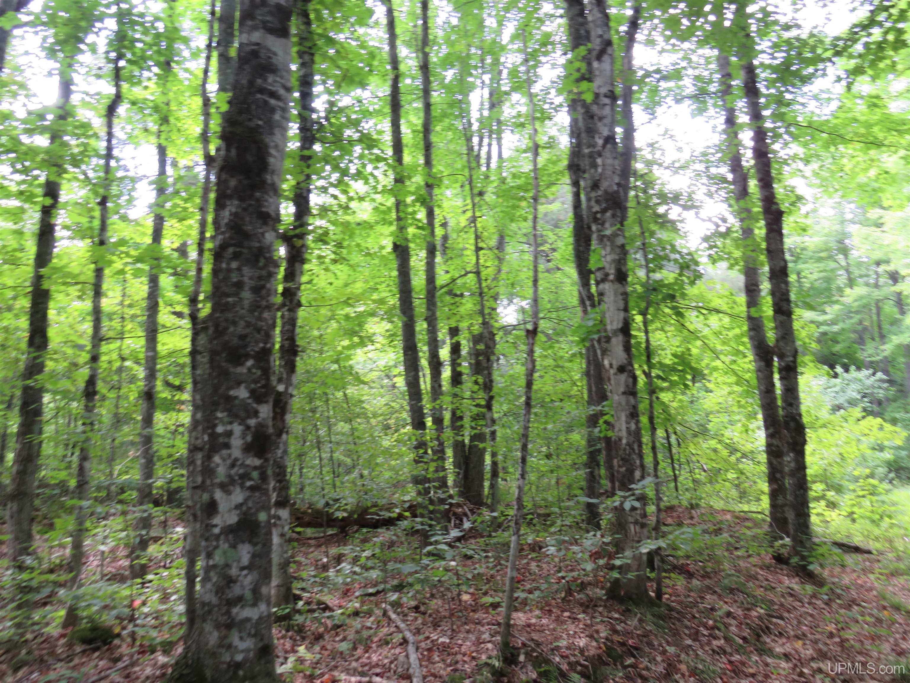 Tbd Black Creek Road Skanee, MI 49962 - Photo 11 of 14