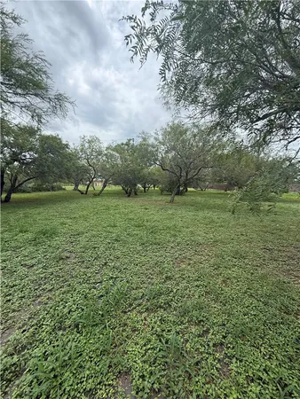 a view of a field with grass and trees