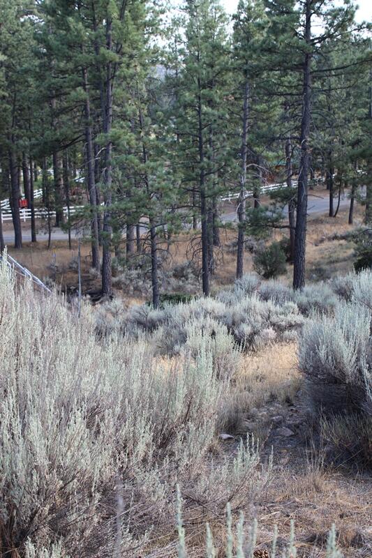 30 Butterfly Peak Road Mountain Center, CA 92561 - Photo 11 of 21 a view of a forest filled with trees