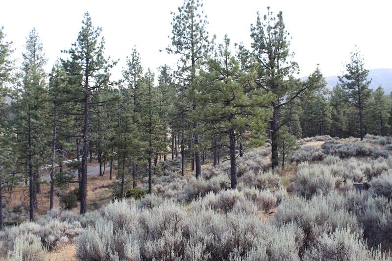 30 Butterfly Peak Road Mountain Center, CA 92561 - Photo 12 of 21 a view of a forest with trees in a field