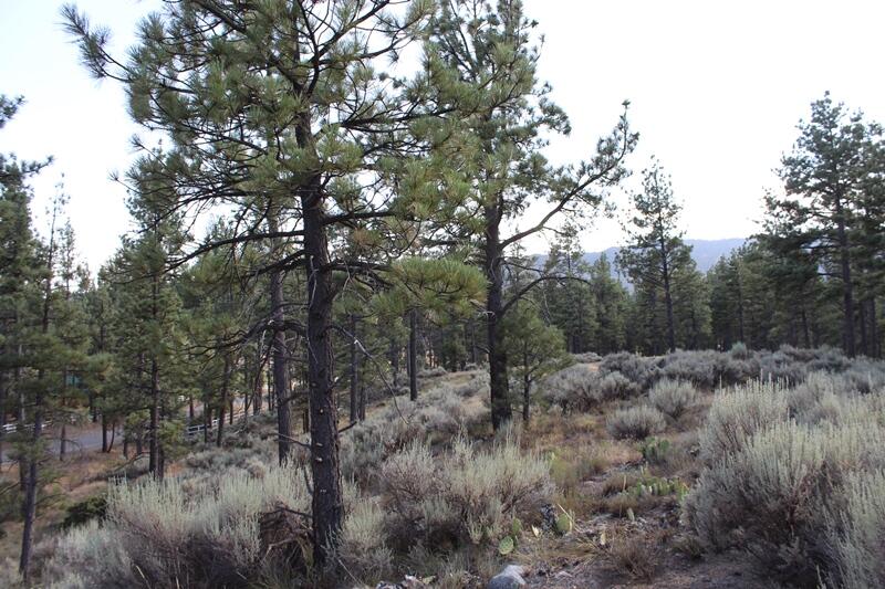 30 Butterfly Peak Road Mountain Center, CA 92561 - Photo 19 of 21 a view of a forest with trees in the background