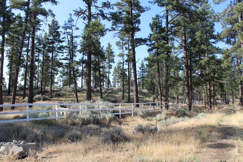 30 Butterfly Peak Road Mountain Center, CA 92561 - Photo 2 of 21 a view of a yard with trees