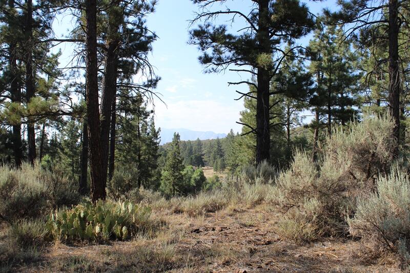 30 Butterfly Peak Road Mountain Center, CA 92561 - Photo 4 of 21 a view of a forest with trees