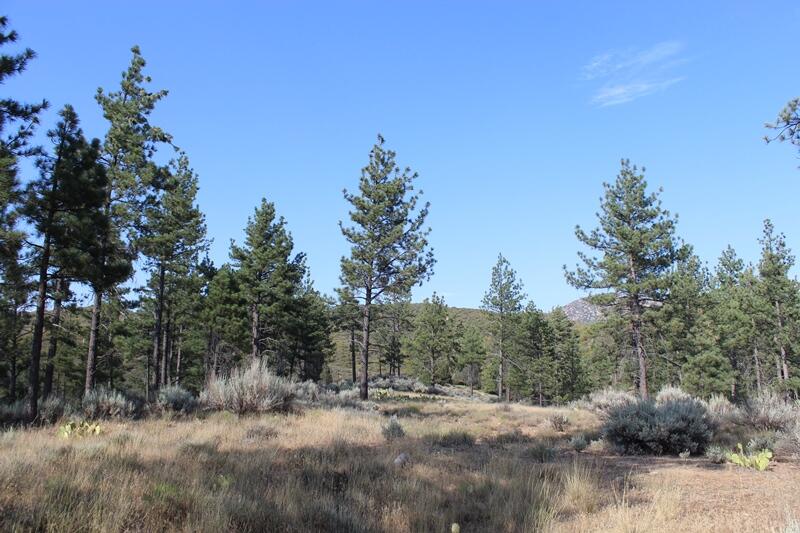 30 Butterfly Peak Road Mountain Center, CA 92561 - Photo 9 of 21 a view of a forest with trees in the background
