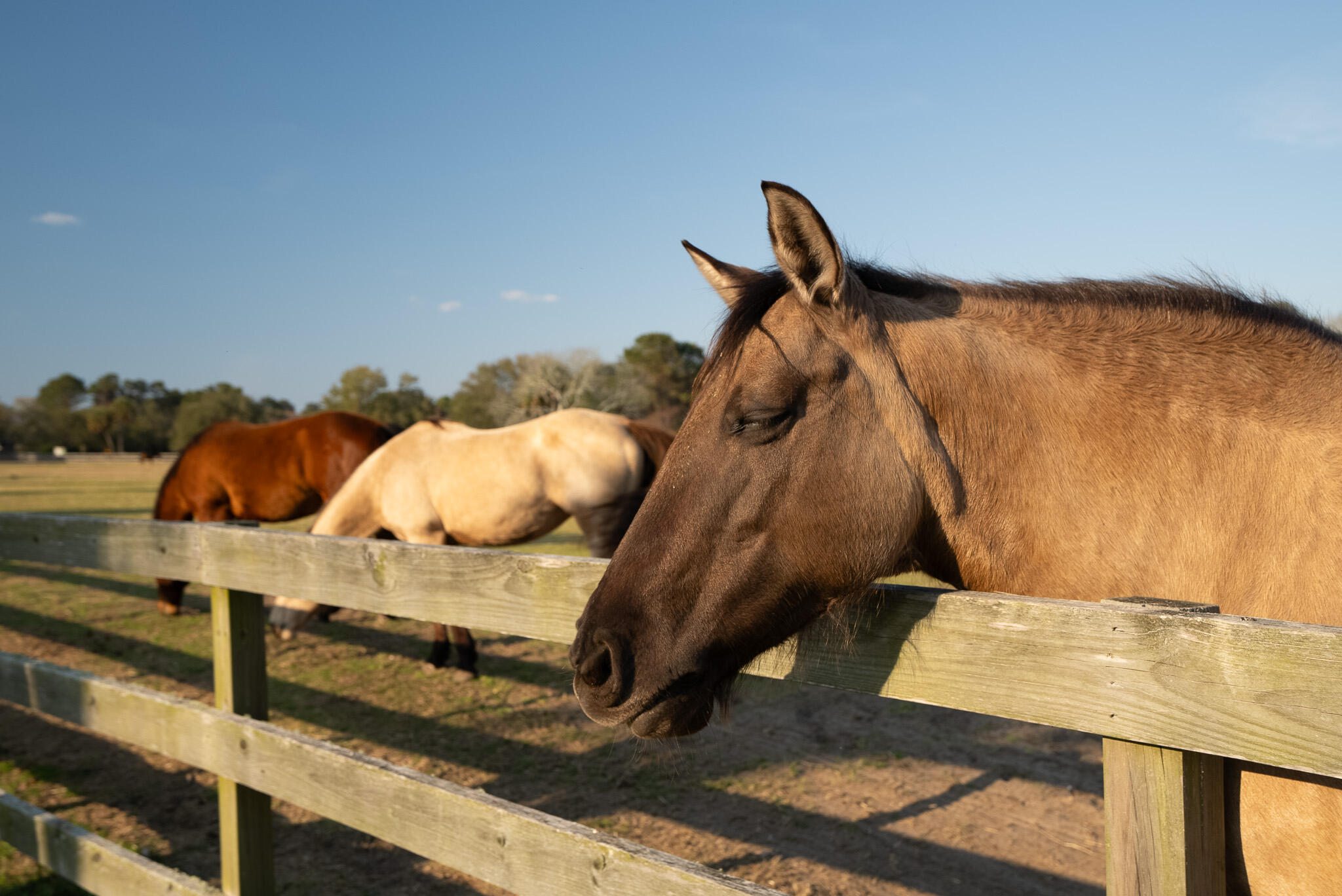 2581 High Hammock Road Seabrook Island, SC 29455 - Photo 18 of 50 Equestrian Center