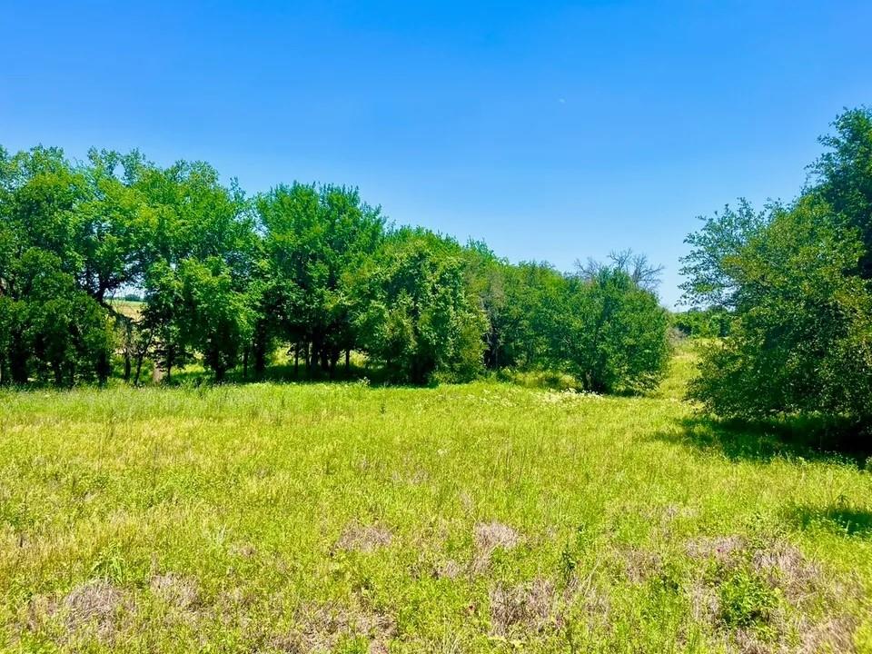 a view of a yard with a tree