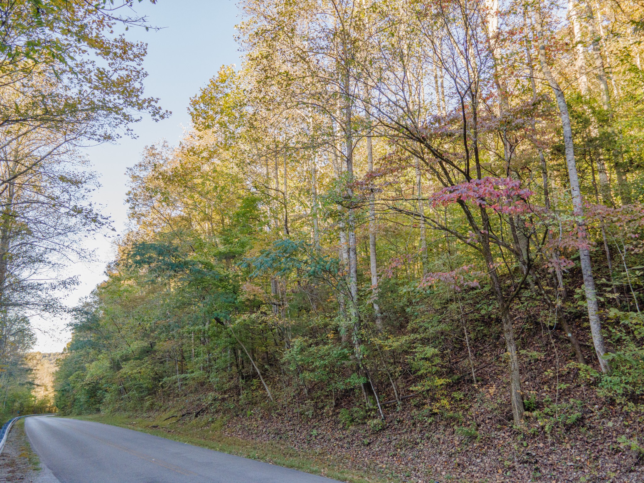 0 John Barnes Road Cornersville, TN 37047 - Photo 11 of 33 a view of a forest with a tree