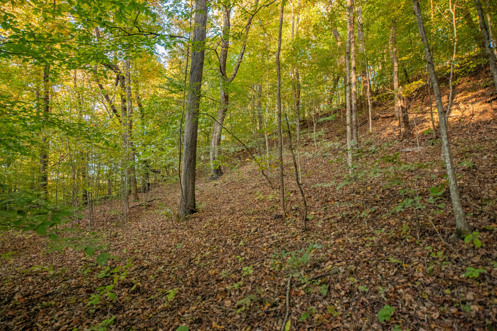 0 John Barnes Road Cornersville, TN 37047 - Photo 14 of 33 a view of a forest