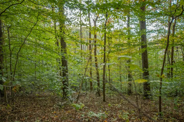 a view of a yard with plants and tree