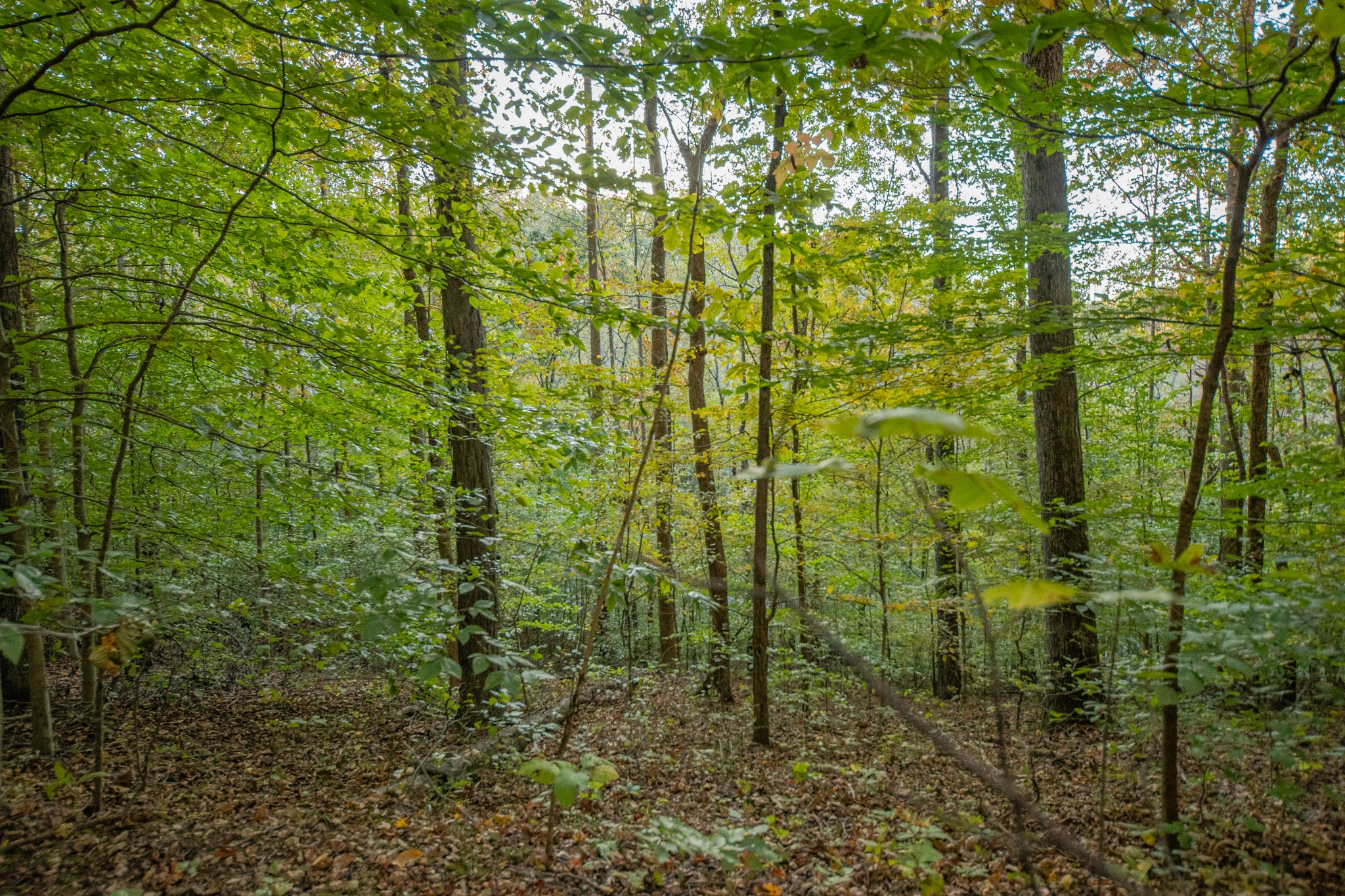 0 John Barnes Road Cornersville, TN 37047 - Photo 15 of 33 a view of a garden