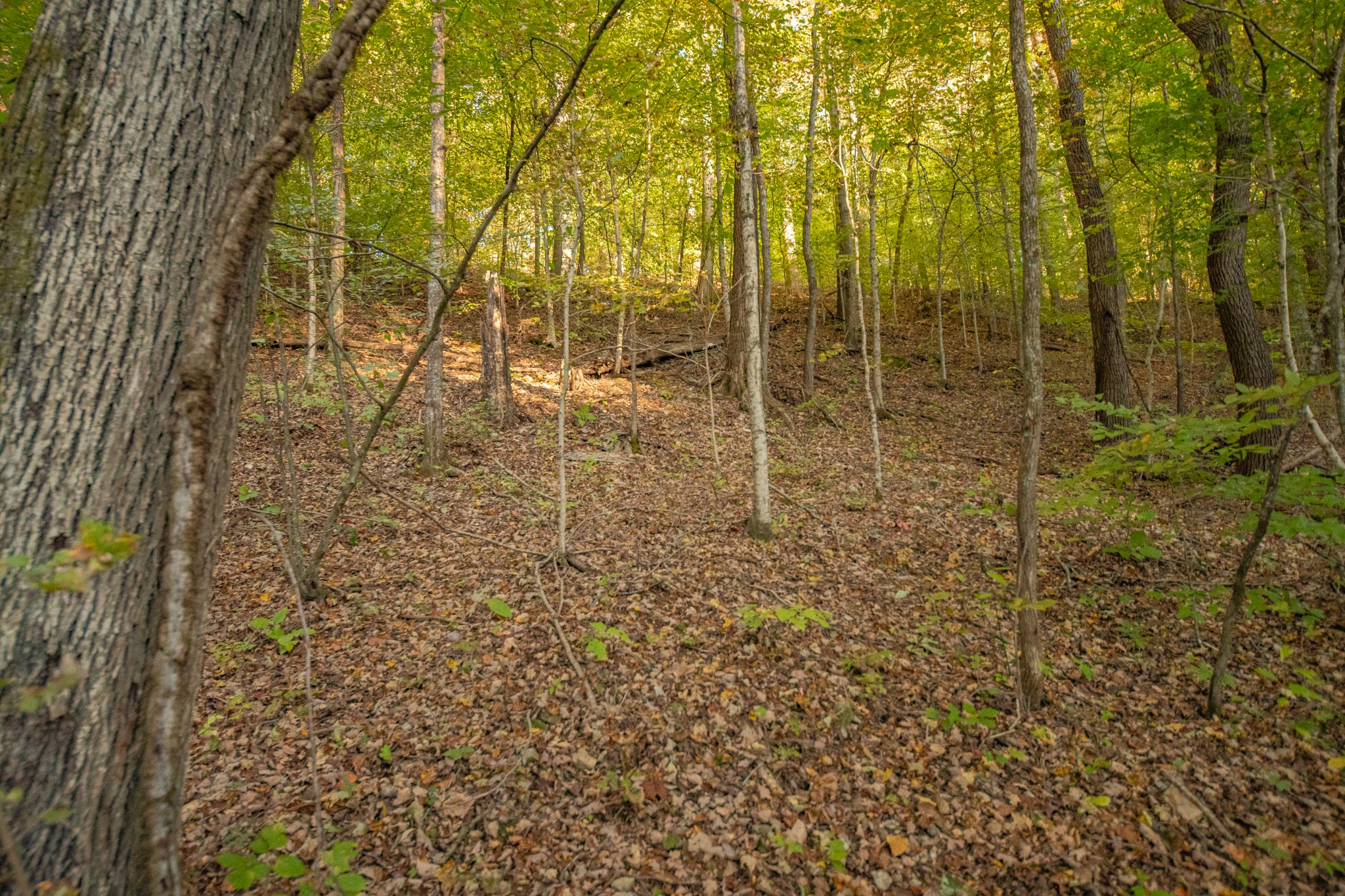 0 John Barnes Road Cornersville, TN 37047 - Photo 17 of 33