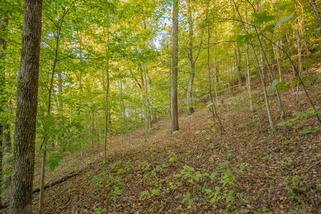 a view of a pathway both side of a road