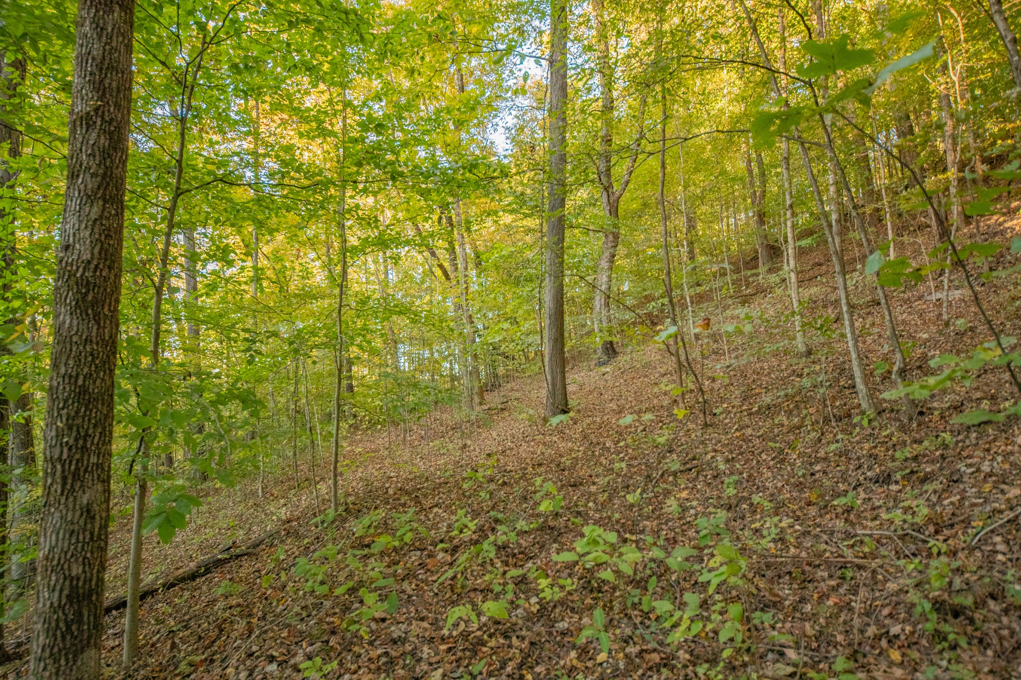 0 John Barnes Road Cornersville, TN 37047 - Photo 18 of 33 a view of a yard with plants and tree