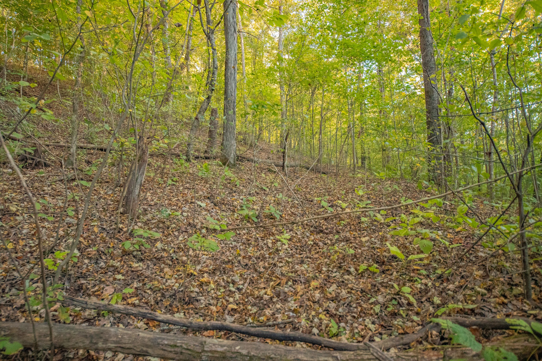 0 John Barnes Road Cornersville, TN 37047 - Photo 21 of 33 a view of a pathway both side of a road