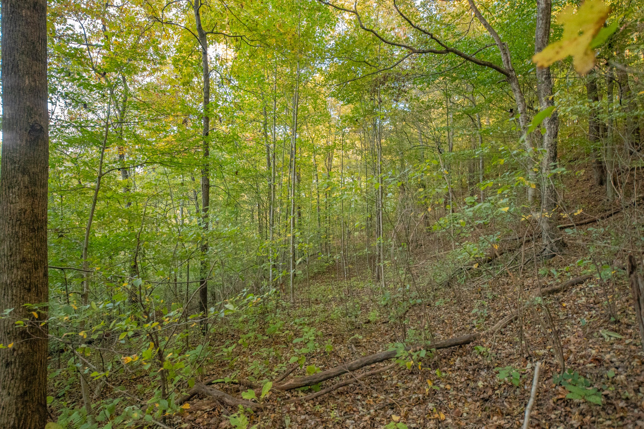 0 John Barnes Road Cornersville, TN 37047 - Photo 22 of 33