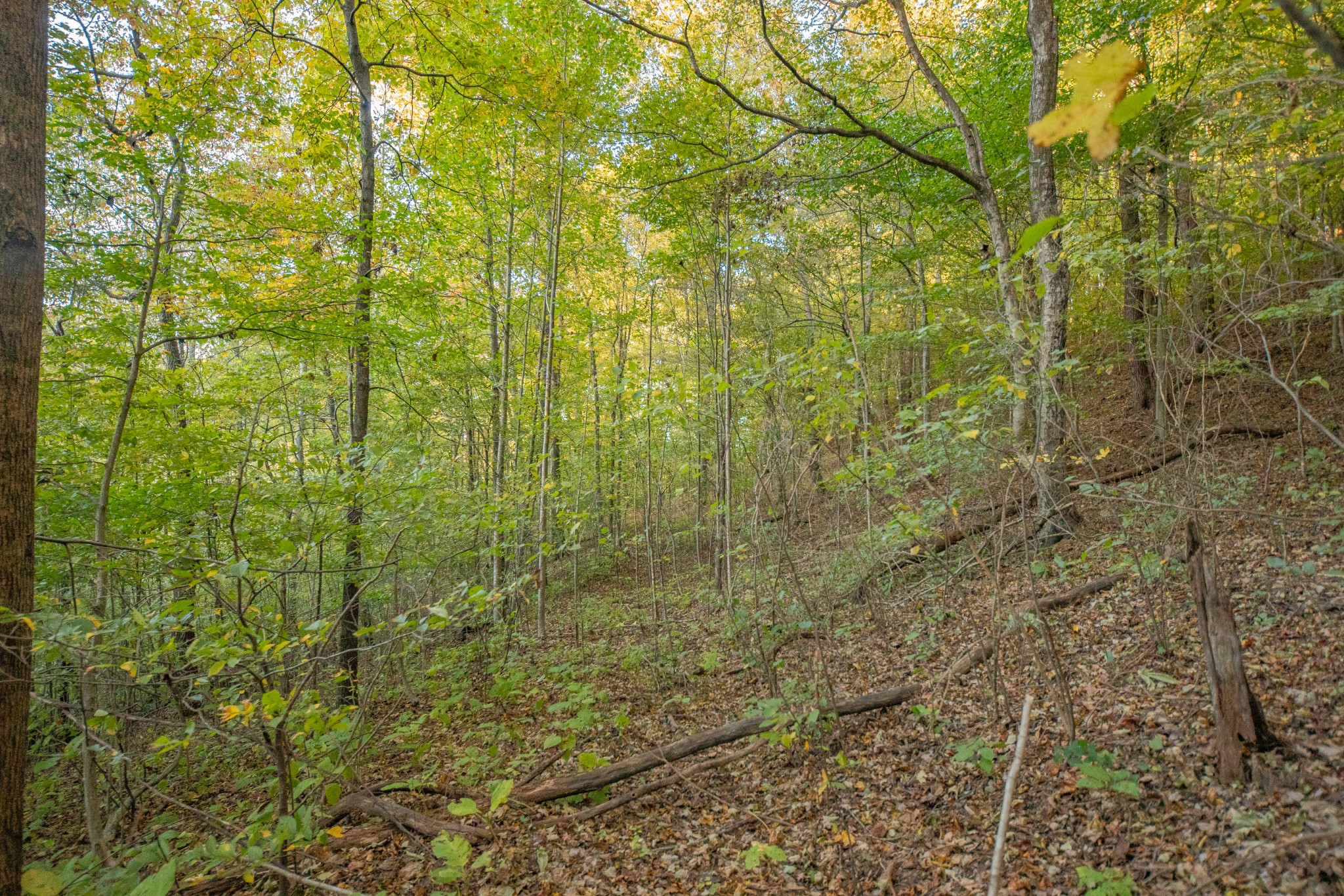 0 John Barnes Road Cornersville, TN 37047 - Photo 23 of 33