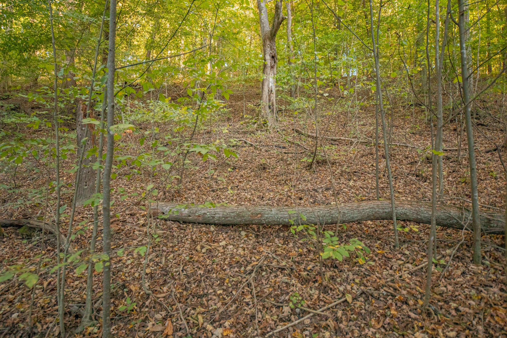 0 John Barnes Road Cornersville, TN 37047 - Photo 5 of 33 a bathroom with a shower